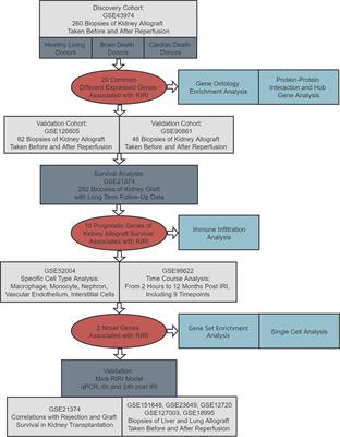 Integrated Analysis of Prognostic Genes Associated With Ischemia–Reperfusion Injury in Renal Transplantation